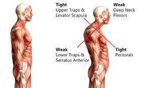 An Introduction to Posture