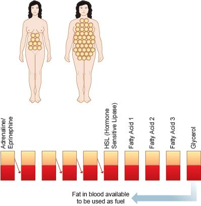 How Many Fat Cells Do You Have?