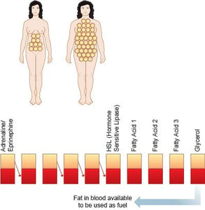 How Many Fat Cells Do You Have?